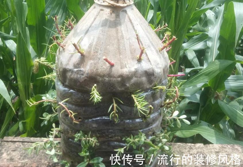 养花|没有花盆,怎么养花?解决方法有3种,你知道吗?