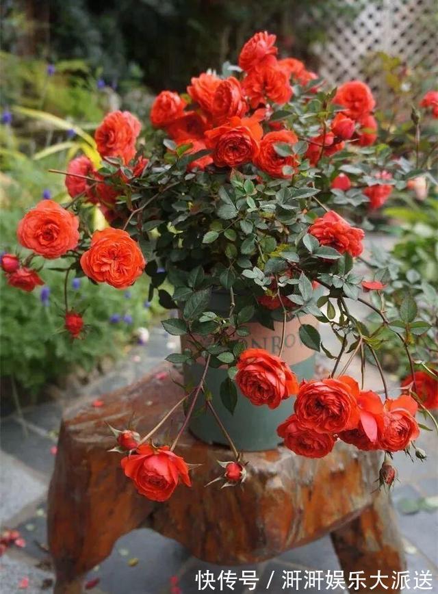 月季出现僵苗怎么办3个简单小方法,新芽花苞蹭蹭冒,开花99朵