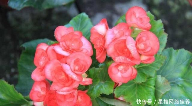 这四种花草十分好养活，喜欢养花的可以试试