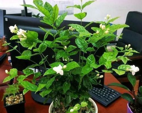 重点|平时该如何管理茉莉花抓住5个重点,植株枝繁叶茂、开花多