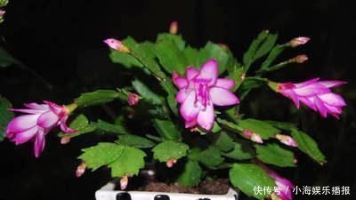 老花匠这样养蟹爪兰,“1种汁液”兑水浇,7天1次,新芽蹭蹭冒