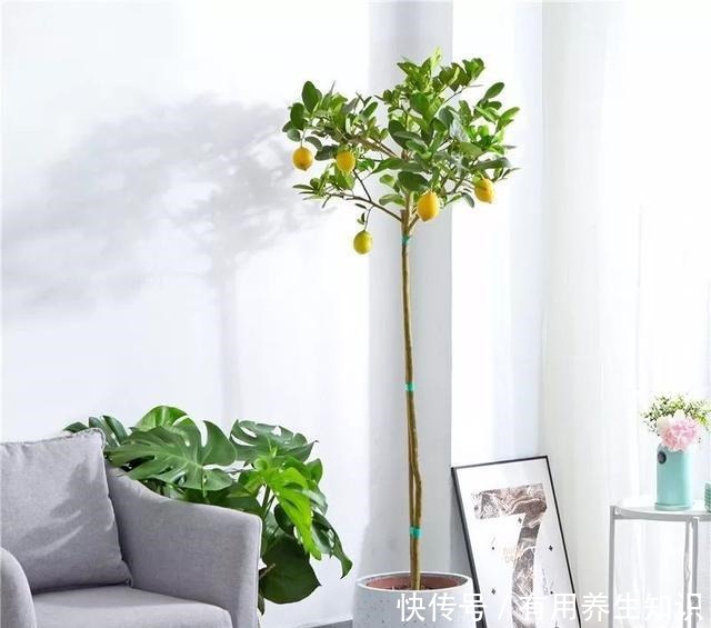 这6种花 再穷也要养 气味芬芳,杀菌抑菌!