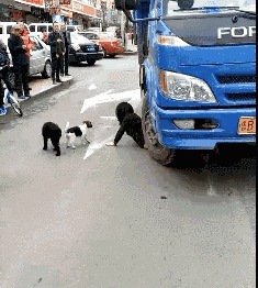 |搞笑GIF:妹子,你是不是第一次骑车?电动车是有刹车的