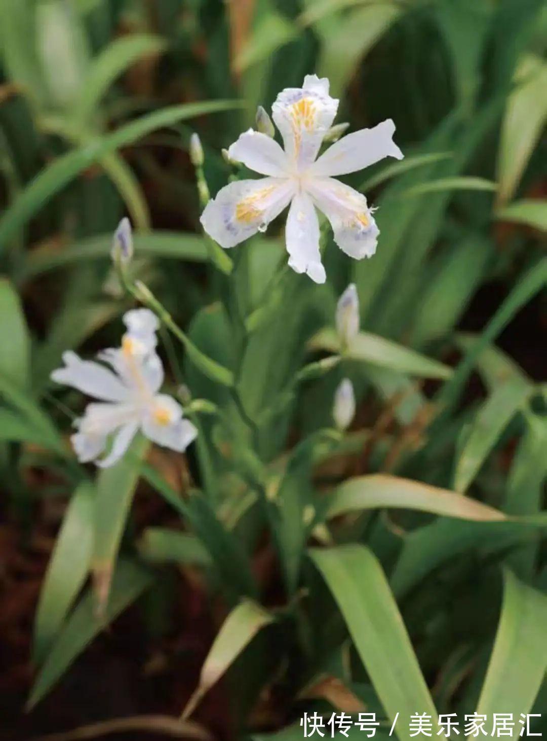鸢尾类|喜欢生长在水边的黄菖蒲,开着奇妙的花,暗藏传粉的“招”!