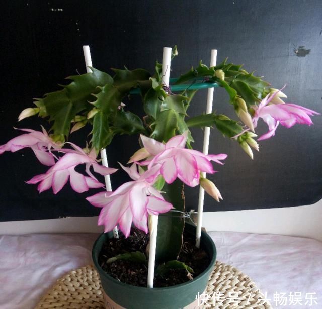 仙人掌嫁接蟹爪兰总是失败5个嫁接妙招不掌握,嫁接一株死一株