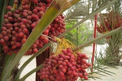 盆栽“枣树”十多年,今年终于结果子了,引得邻居全来凑热闹