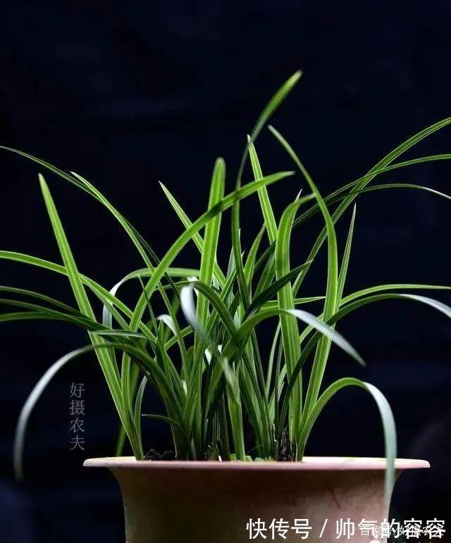 兰花叶片一直养不绿尿素怎么用,才能让兰叶变浓绿