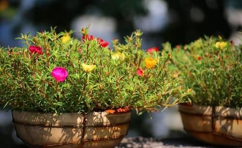  养花|自制肥水、腐叶土养花，既能多省钱又能养啥旺啥