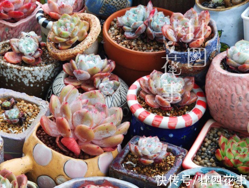 黛比|七款适合女生的多肉植物，便宜皮实好养护，易出状态颜值高