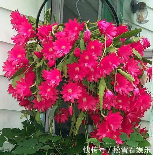 令箭荷花|此花是花丛中展翅开屏的孔雀，婀娜多姿，给人带来无尽美好与幸福