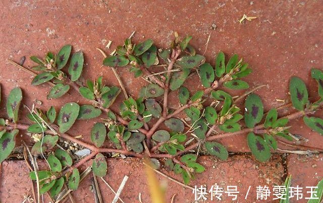 墙角|农村墙角一野草，又叫“血见愁”，是一味“止血神药”，你认识吗