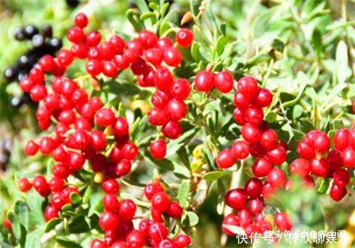 皮肤|女性想要皮肤好，多吃的食物，排毒养颜，抗衰护肤，好处多多