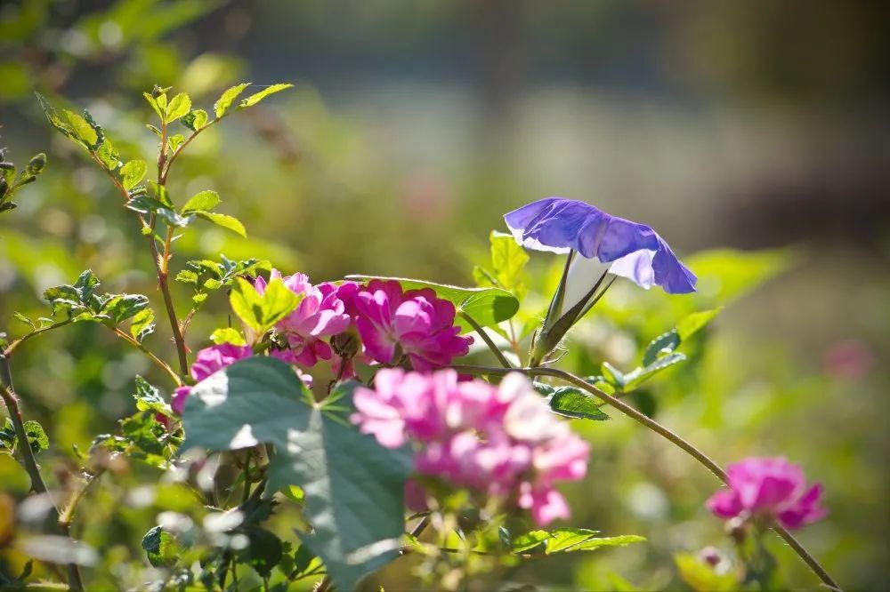 老年|春暖花开!阜城第一波春色来啦~