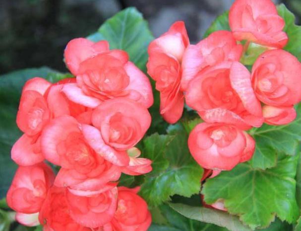 四季海棠“开花慢”吃点“小垃圾”,花朵钻全枝,花赏四季不断