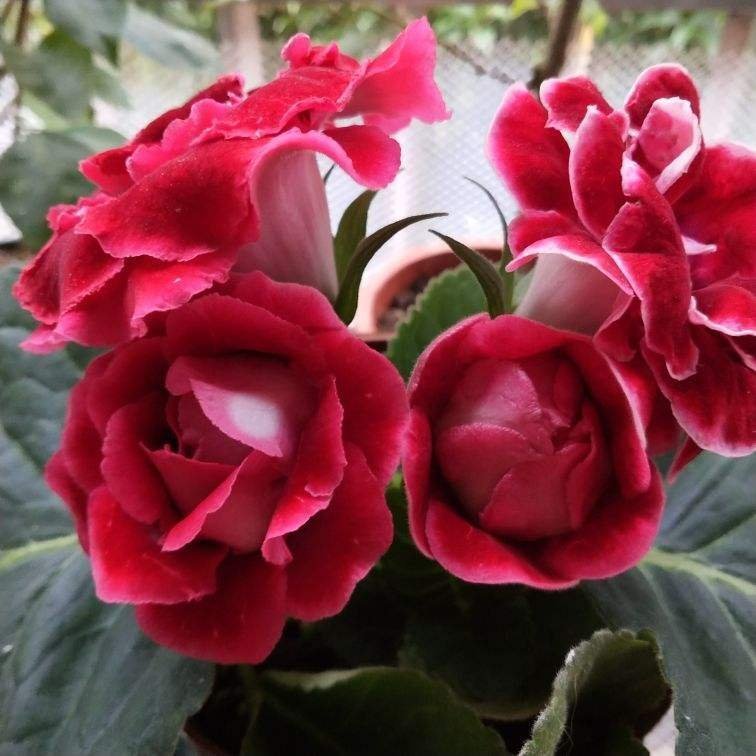 4种花不能朝叶子喷水,通风不好易烂叶,一定要注意