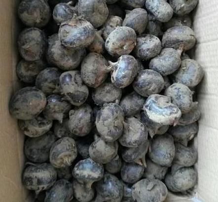 石榴|入冬后,是吃这4种水果的黄金期,价格实惠,营养美味,不吃可惜