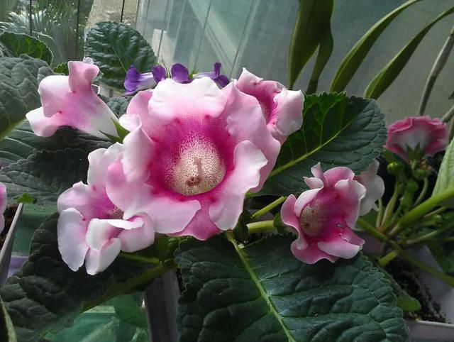 大岩桐从不敢晒太阳，小心浑身长黑斑，就爱暗地里偷偷开花