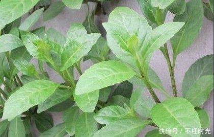 富贵菜|提个醒:农村路边若见此野菜,随手摘点带回家,好处不请自来