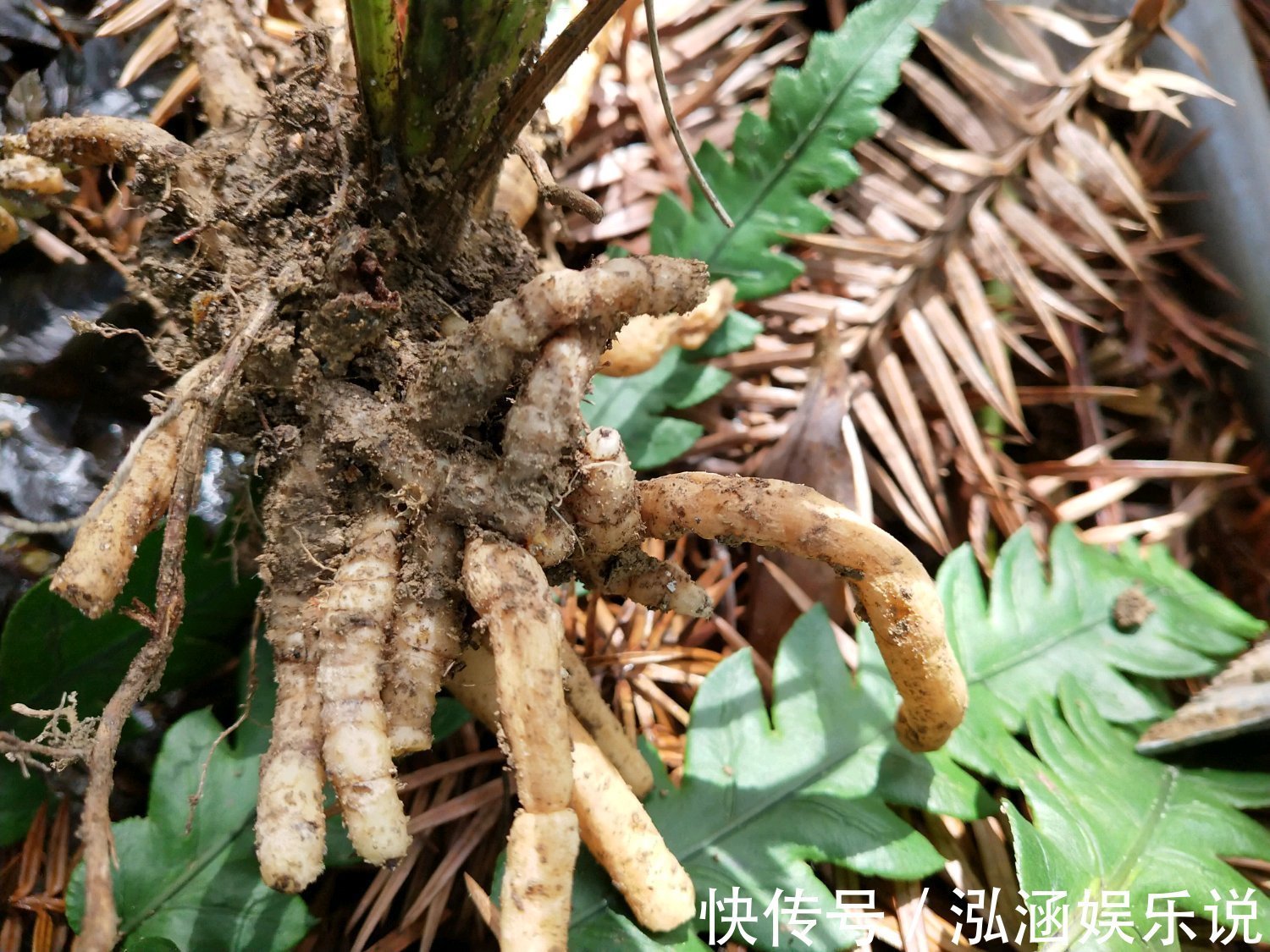 年史|兰花龙蛋怎么形成的兰花龙蛋是龙根苗吗龙根苗和艺兰的关系