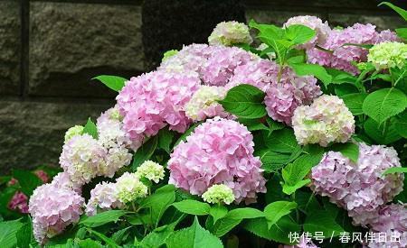 长势|绣球花开败后，及时做好3件事，苗壮芽多，花量翻两番