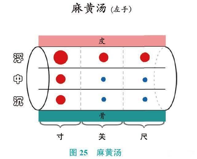 桂枝|把对脉，用好“散寒解表第一方”