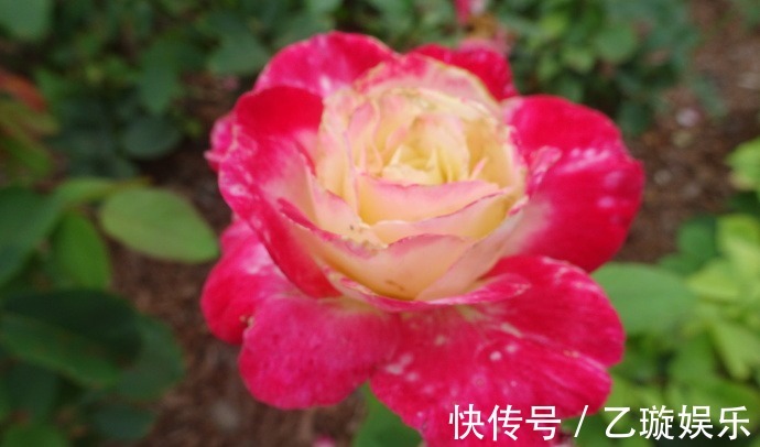 玫瑰|喜欢菊花,不如养盆“玫瑰珍品”大红喜玫瑰,花姿红艳,艳丽动人