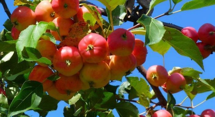 寓意|不冷不热的是养生的黄金期,家人多吃3种如意果,寓意生活如意