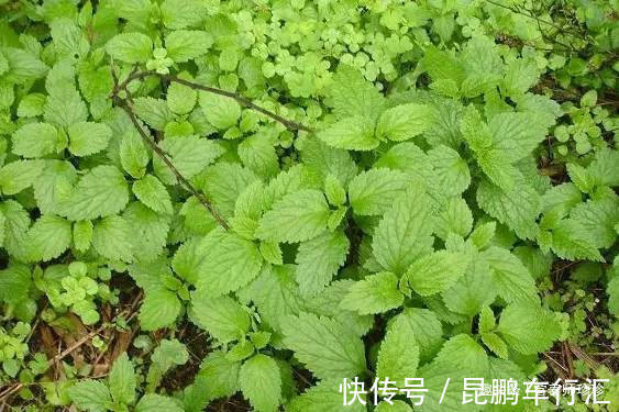 叶子四季常青,看起来小小的,作用非常多,若有幸遇见,请重视