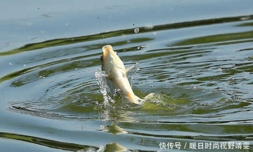 浮漂|钓鱼这样识别漂相，中鱼率大大提升！