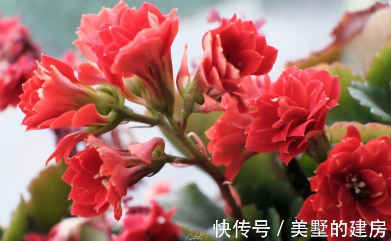 水溶肥|夏季给植物盆栽施肥，有3个忌讳点，做错了就会黄叶烂根