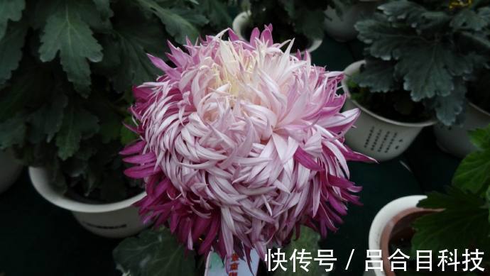 喜欢菊花,不如养盆“精品玫瑰”罗德斯,立体美感,女神最爱