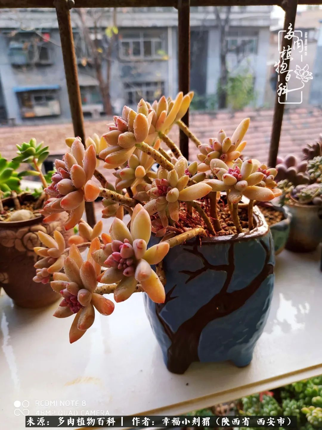 时光荏苒，种肉赏肉已成了生活中不可缺少的一部分！
