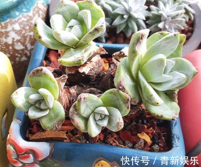 多肉盆栽选择潮土上盆,叶片储水防晒,容易长胖爆盆,学到了