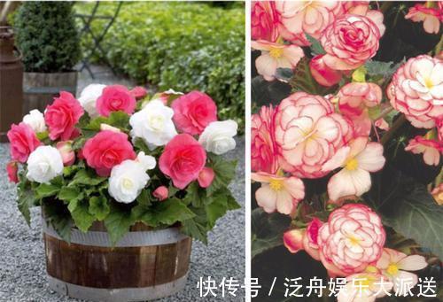 月季花|最恩爱的草花,姿色不输牡丹、月季花,双双对对、天长地久一起开