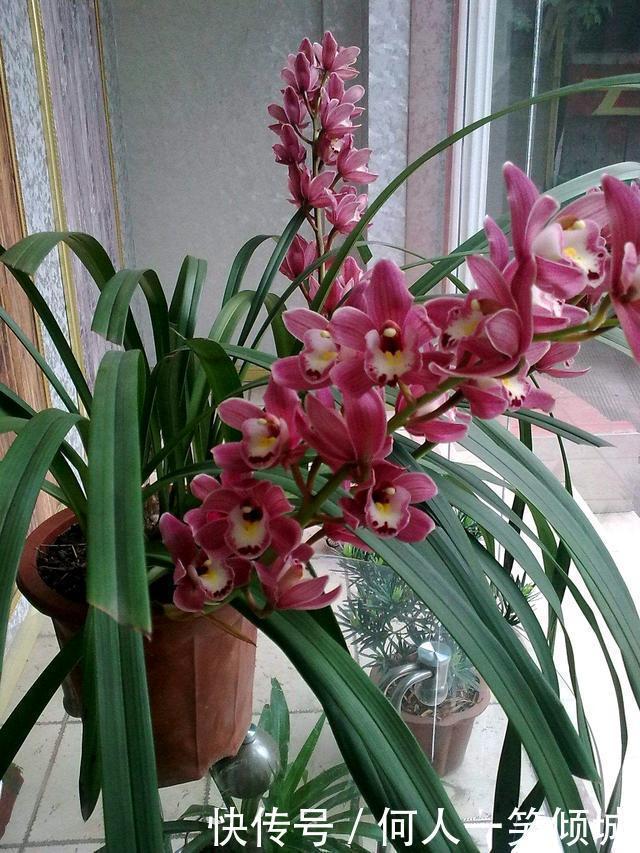 松针|冬天养花，这个垃圾提前备点，养君子兰、兰花最好使，还不用花钱