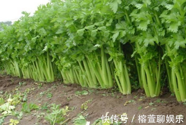 芝麻叶|女人要想皮肤好，多吃4物，不仅皮肤美白有弹性，还有许多好处