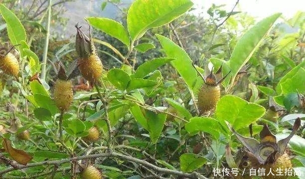 农村|农村娃绝对没吃过的8种纯天然美食!