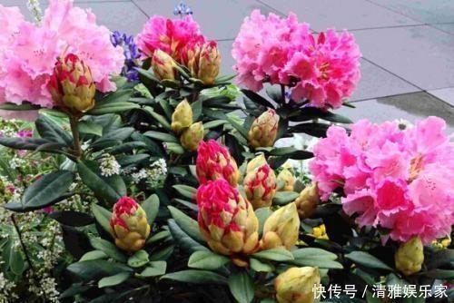 植物|养花不会施肥记住3点就行了，学会了“一生受用”