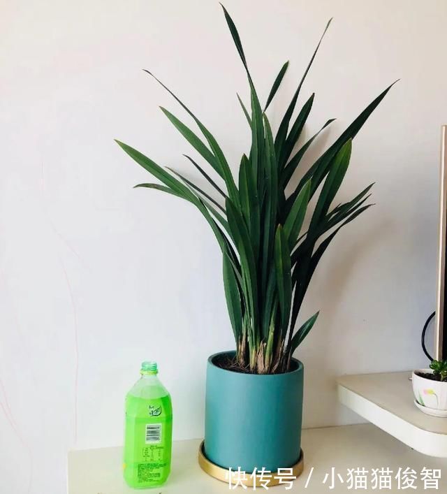 5种花盆养花,怪不得都死了,全是样子货