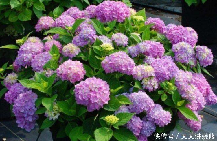 3种花好养又漂亮,养在家里美不胜收,颜值超高的