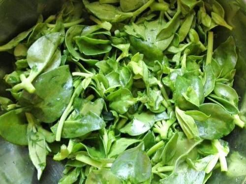 实不相瞒比消炎药还管用的4种野菜是它们,小炎症不用跑医院了