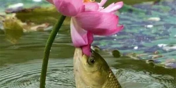 饵料|想钓草鱼试试这2种有效的方法,大鱼一条条,过瘾