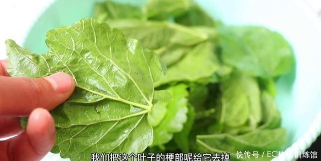 桑树全身都是宝,小慢教你桑叶新吃法,好吃营养又健康