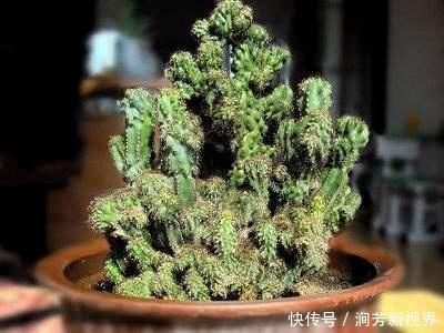 山影拳|黄豆一发酵，就是“万能肥”浇了“大山影”，粗壮油绿，身价倍增