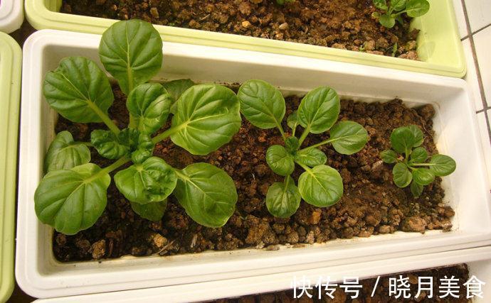 7种“蔬菜”冬天种,0度冻不死,吃一茬冒一茬,连续吃半年