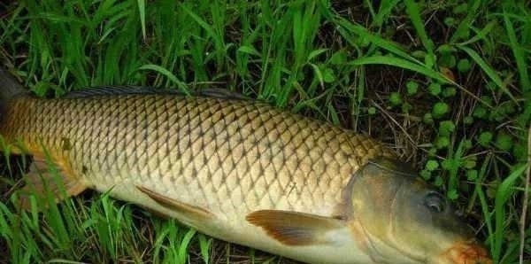 钓鱼二十年,现在才知鲤鱼逃跑“套路”,莫忽视,再不知情就亏了