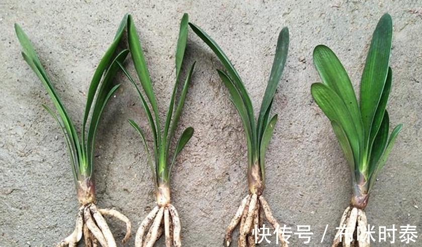 养花要学会配土和养根,身边有三种生根养根料,花卉生长的利器