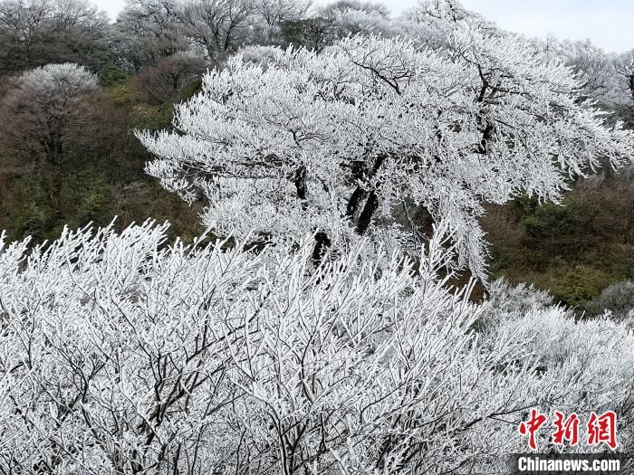 雪原|广西北部深山出现一片彩色雪原