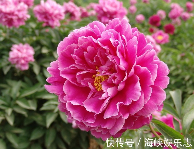 牡丹花|4种花“独受宠”,众多花友都爱养,一年四季开花不断,天天赏花