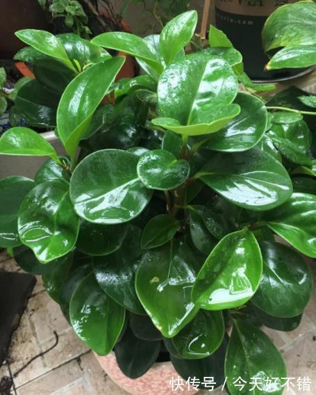 3种绿植不怕冷，冬天叶片照样油绿有光泽，寓意美好值得拥有